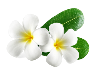 Floral De Beaute