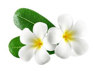flower_1_14